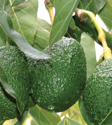 avocado-3